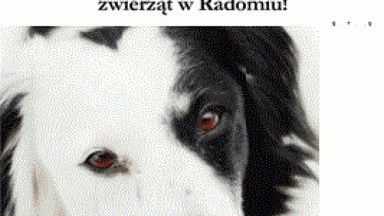 Studencka akcja dla bezdomnych zwierząt