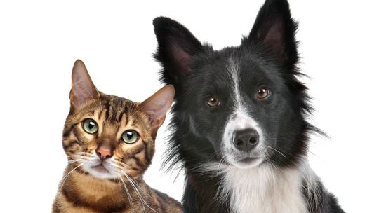 Sucha karma Acana. Czy to dobra karma dla psa?