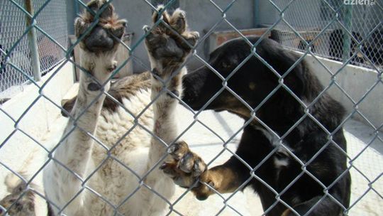 Świąteczna miska dla schroniska