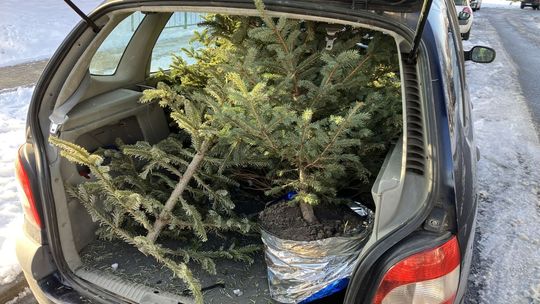 Świąteczne drzewka będą miały drugie życie