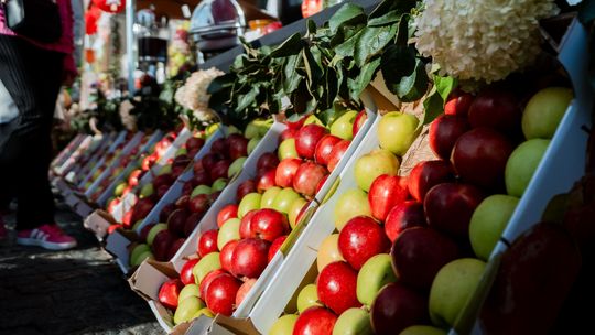 Światowy Dzień Jabłka w Warce. Rynek pełen smaków i muzyki