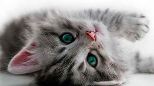 Światowy Dzień Kota