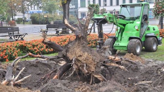 Świerk przed Urzędem Miejskim został wycięty