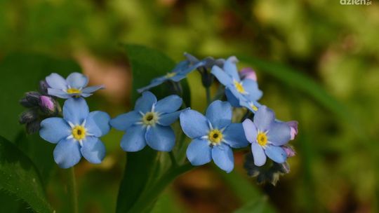 Święto Niezapominajki w Jedlni-Letnisko