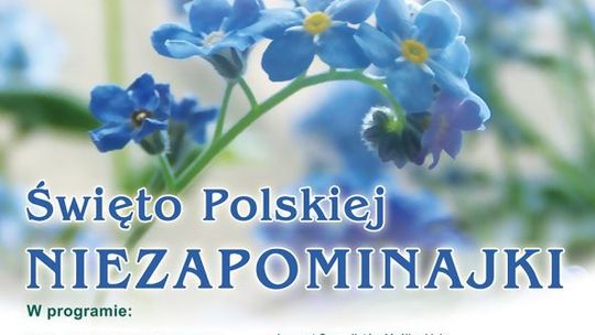 Święto Polskiej Niezapominajki
