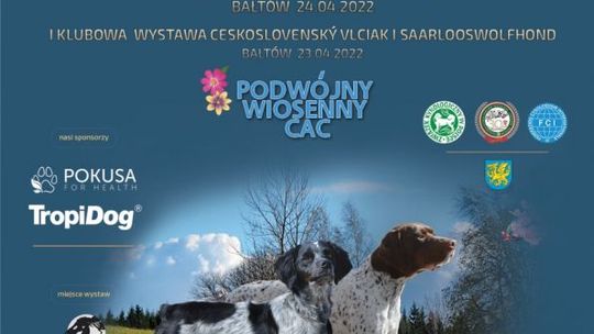 Święto psich piękności. Podwójny Wiosenny CAC Bałtów 2022
