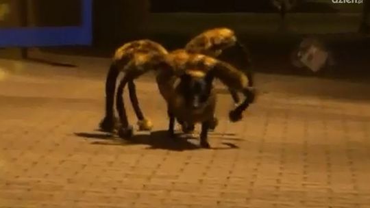 Sylwester Wardęga podbił Internet i zarabia krocie!