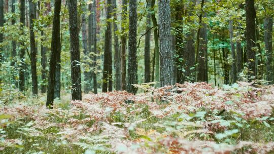 Szczątki obiektów przypominających drony odnalezione w lasach Mazowsza