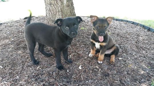 Szczeniaczki porzucone w lesie znalazły nowy dom