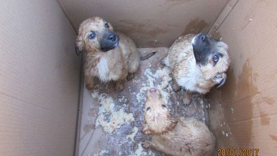 Szczeniaki zostawione w lesie