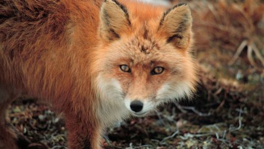 Szczepienia lisów. Szczepionki nie wolno dotykać! Szczepienia lisów. Szczepionki nie wolno dotykać!