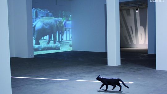 Szczęście w nieszczęściu Kamila Kuskowskiego