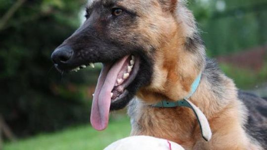 Szczęśliwy finał sprawy skatowanej suczki