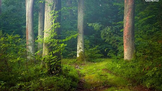 Szlakiem czterech rezerwatów w Puszczy Kozienickiej – quest rowerowy