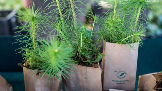 Szósta edycja akcji #sadziMY – posadź drzewo z leśnikami