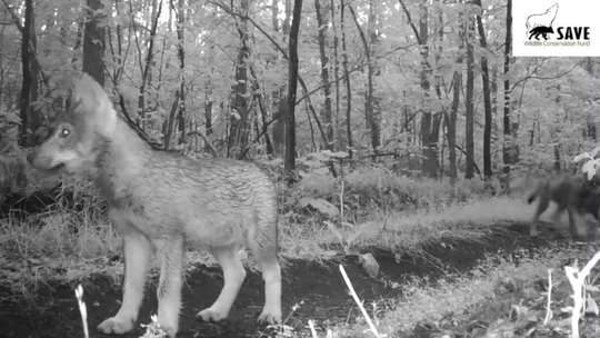 Szóstka młodych wilków w lasach iłżeckich WIDEO]