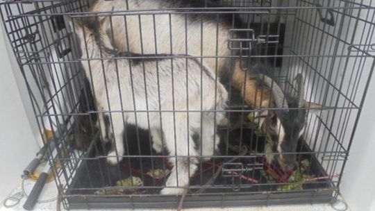 Szukają właściciela kóz