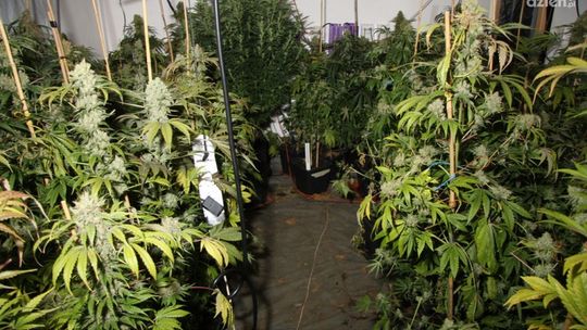 Szukali złodziei, znaleźli plantację konopi