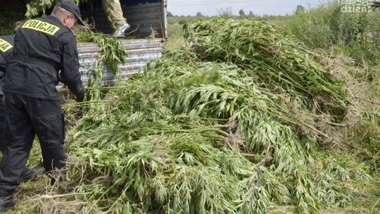 SZYDŁOWIEC. Plantacja warta 3 mln zł- zlikwidowana.