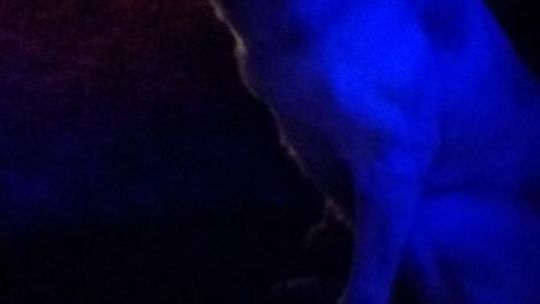 Szydłowiec. Policjanci uratowali psa 