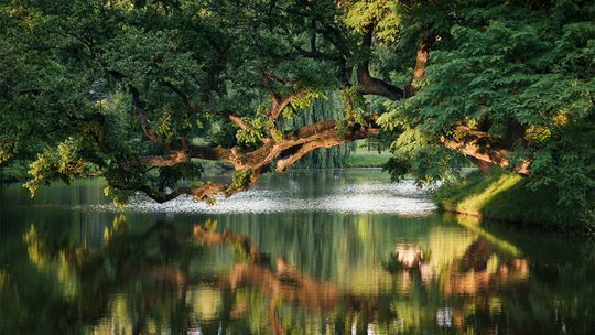 Szydłowiec świętuje. Krzywe Drzewo wśród najlepszych w Europie
