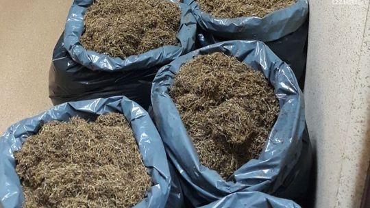 Szydłowiec. Zabezpieczyli 50 kg nielegalnego tytoniu