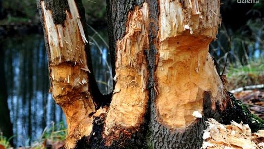 „Tajemnica Szabasówki” - wystawa