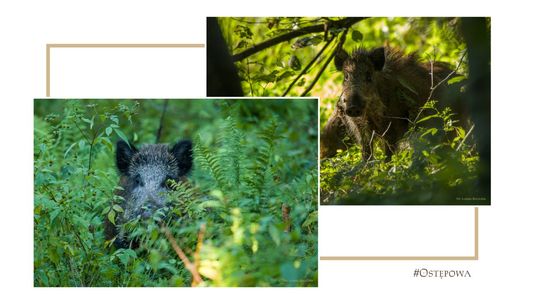 Tajemnicza, Barwna, Dzika. Puszcza Kozienicka
