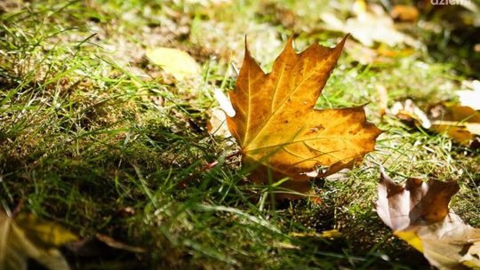 Tak wygląda jesień w Radomiu