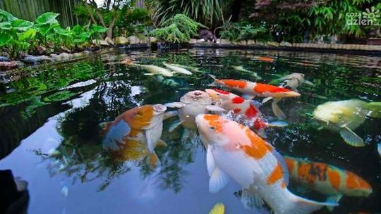 Technika do oczek wodnych, strumieni i kaskad