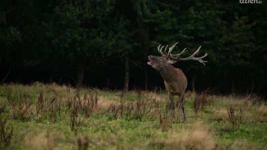 Termowizja vs tradycyjna optyka — dlaczego warto zainwestować w zaawansowaną technologię?