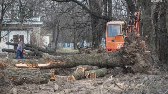 Tną drzewa w mieście. Od poniedziałku przy Narutowicza