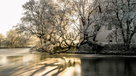 To już ostatnie dni głosowania na Europejskie Drzewo Roku, Szydłowiec walczy o zwycięstwo! Krzywe drzewo w Szydłowcu