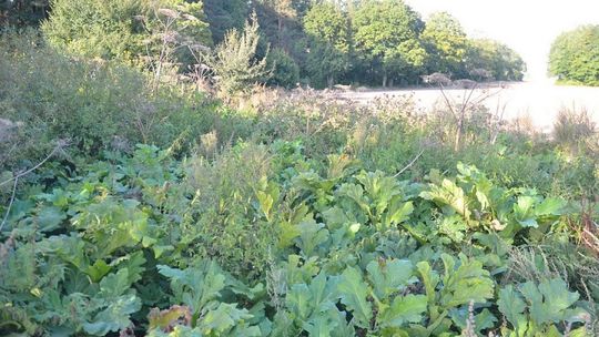 Toksyczny barszcz występuje w regionie radomskim