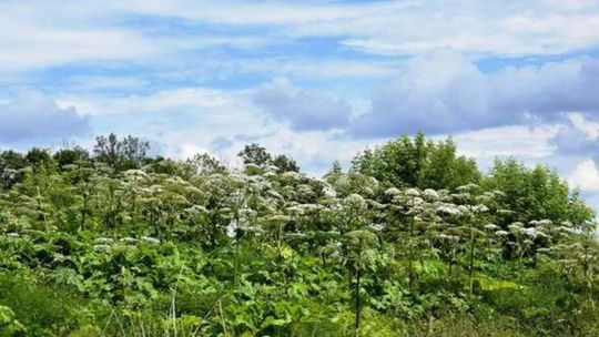 Trujące rośliny w ogrodach, parkach i lasach. Sprawdź, czego nie dotykać (lista sanepidu)