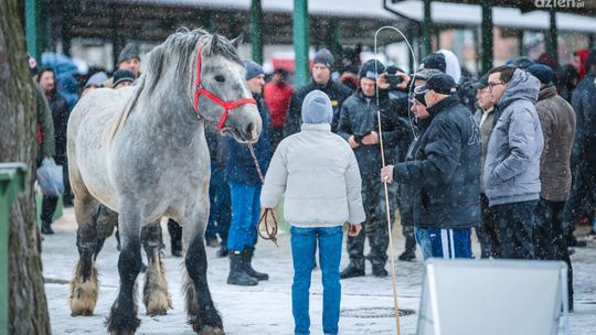Trwa Skaryszewski Jarmark Koński 