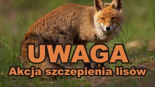 Trwa szczepienie lisów. Uważajcie na spacerach