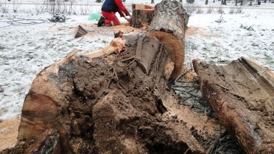 Trwa wycinka w parku im. T. Kościuszki