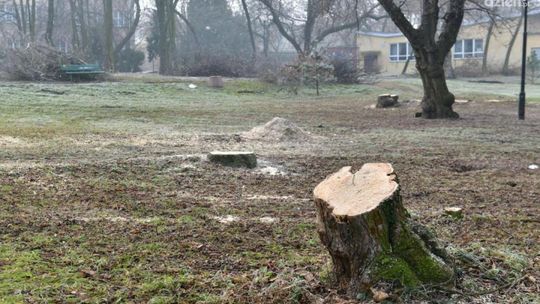 Trwa wycinka w parku na Obozisku