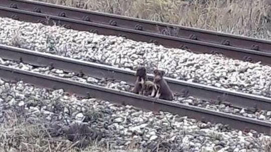 Trzy psy porzucone przy Wojska Polskiego