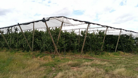 Ukradli 50 kg czereśni. Grozi im do 5 lat