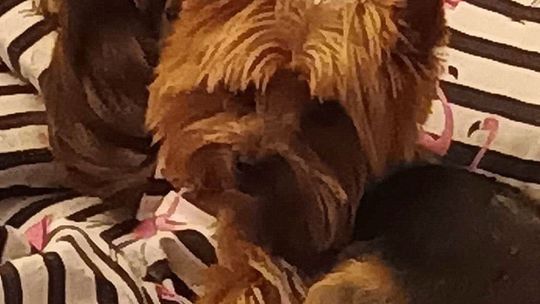 Ukradli yorka i odjechali taksówką
