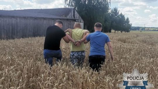 Ukrywał się w zbożu przed policją Ukrywał się w zbożu przed policją