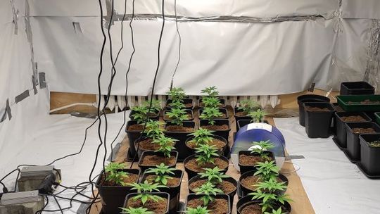 Ukrywali broń i konopie. Jeden z nich był poszukiwany 