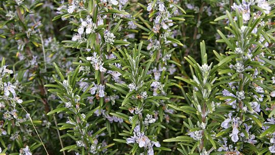 Upiększająca moc rozmarynu