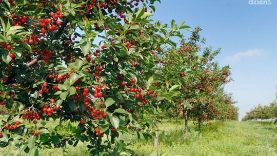 Uprawa i pielęgnacja wiśni w ogrodzie