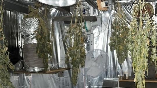 Uprawiał konopie. Został aresztowany