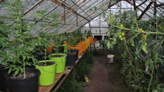 Uprawiał marihuanę i... pomidory