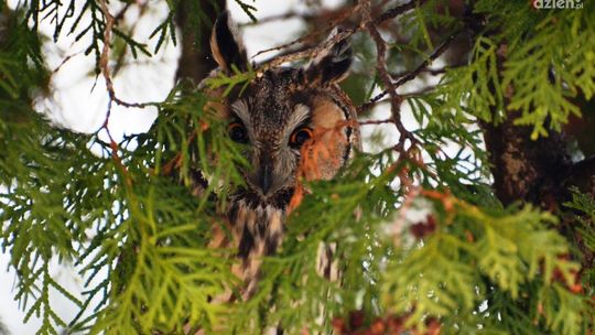 Uszatki stałymi bywalcami Leśniczówki