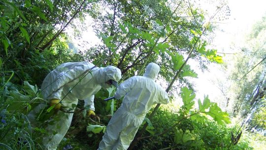 Uwaga na barszcz Sosnowskiego. Grozi poparzeniem